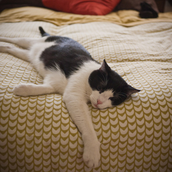 cat