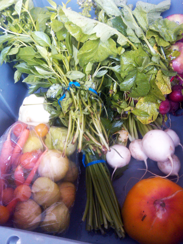 csa-share
