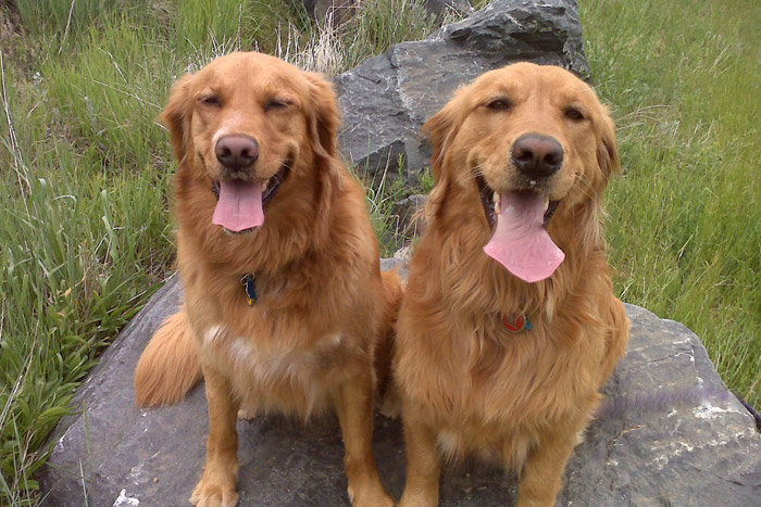 Calligrapher Kelle McCarter's dogs from the Golden Rescue
